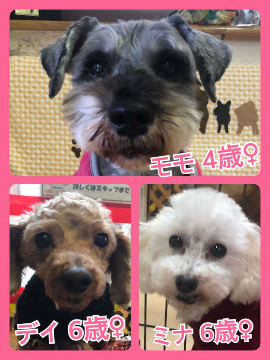 🐾今日の里親様募集中ワンコ🐶メンバーです🐾2020,2,4